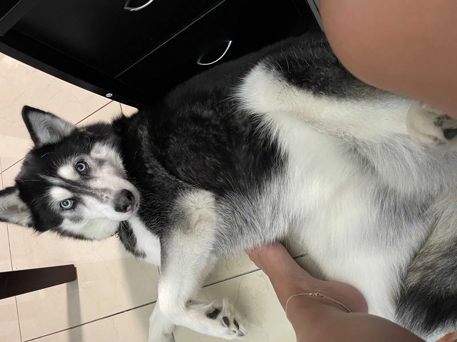 Lost dog in Orlando, FL, 32822