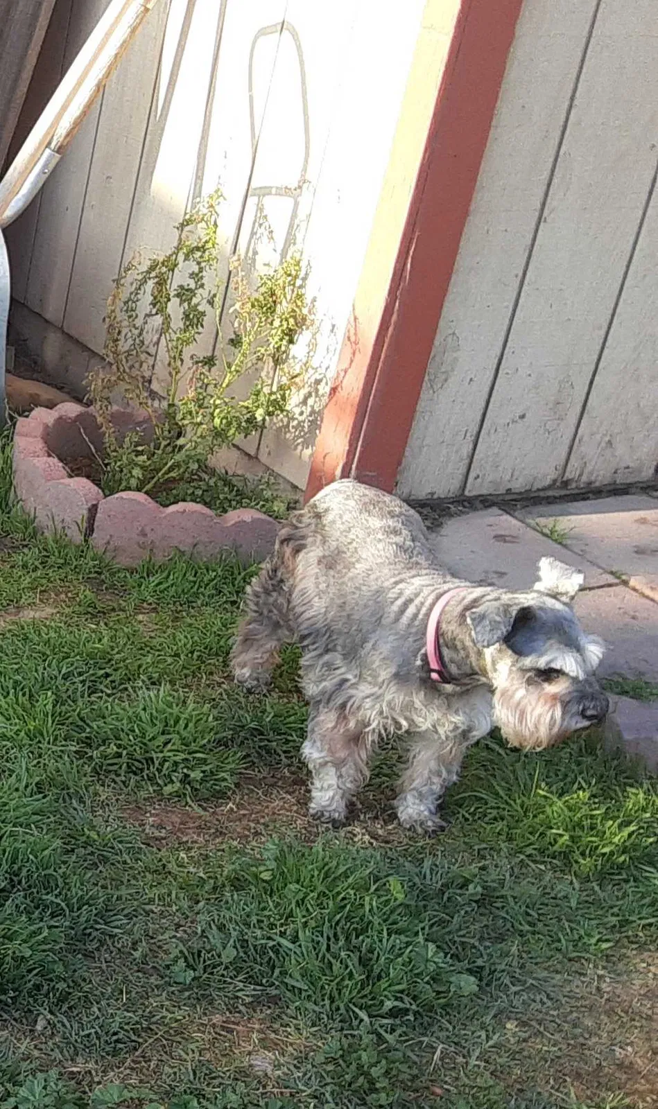 Lost dog in Hanford, CA, 93230