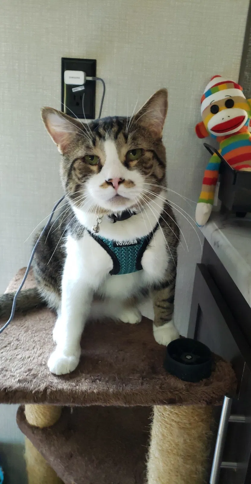 Lost cat in Monroe, GA, 30656