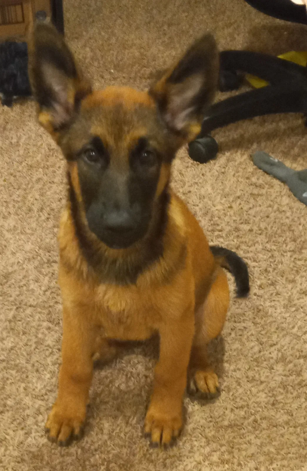 Lost dog in Houston, TX, 77048