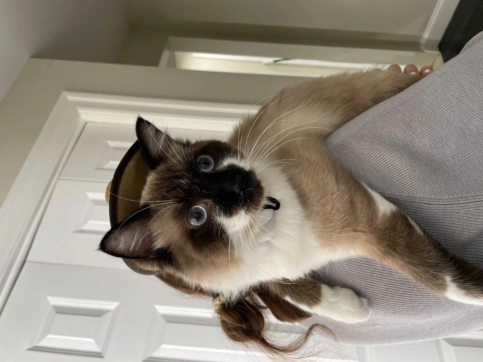 Lost cat in Harriman, NY, 10926