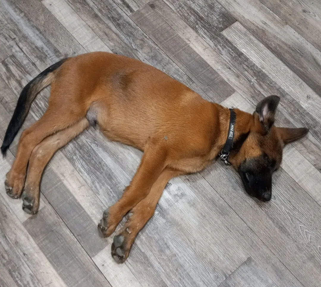 Lost dog in Houston, TX, 77048