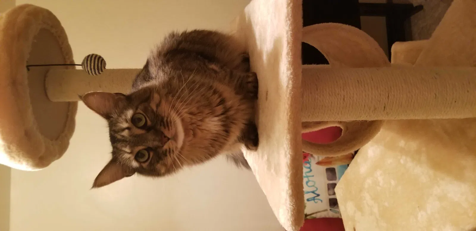 Lost cat in Elk Grove, CA, 95624