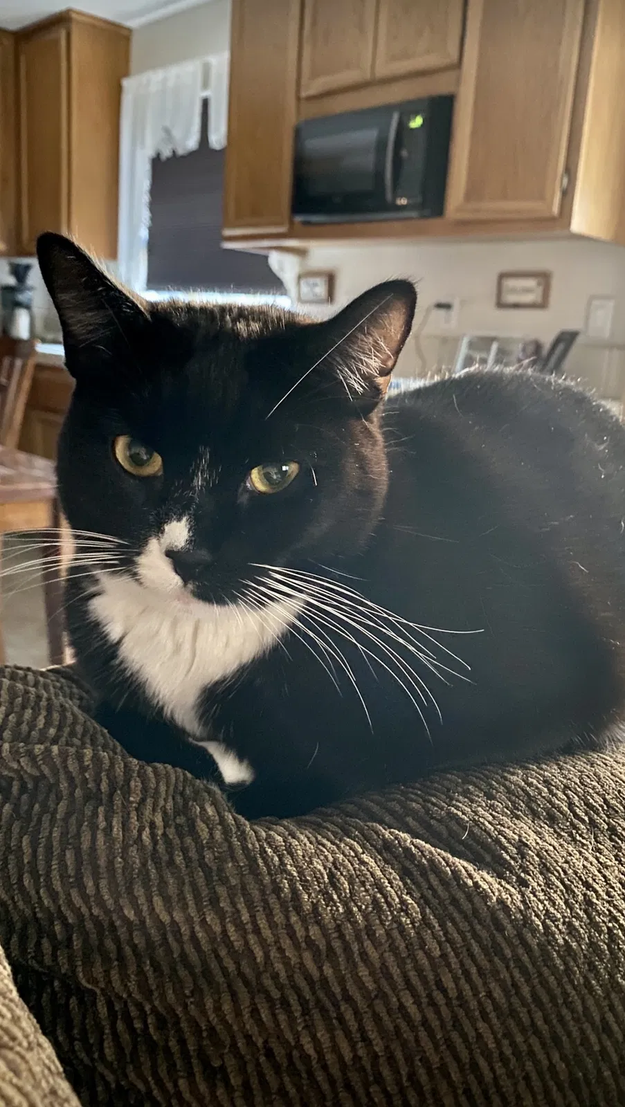 Lost cat in Ceres, CA, 95307