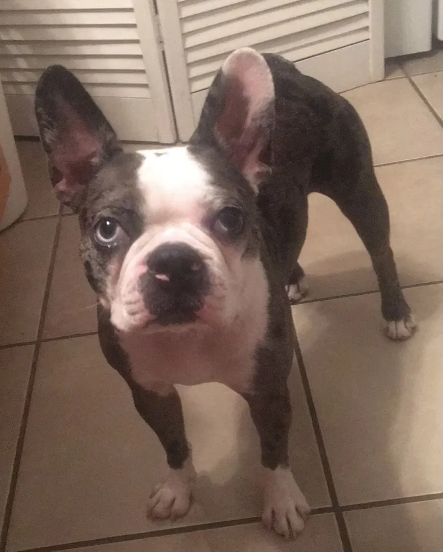 Lost dog in Largo, FL, 33778