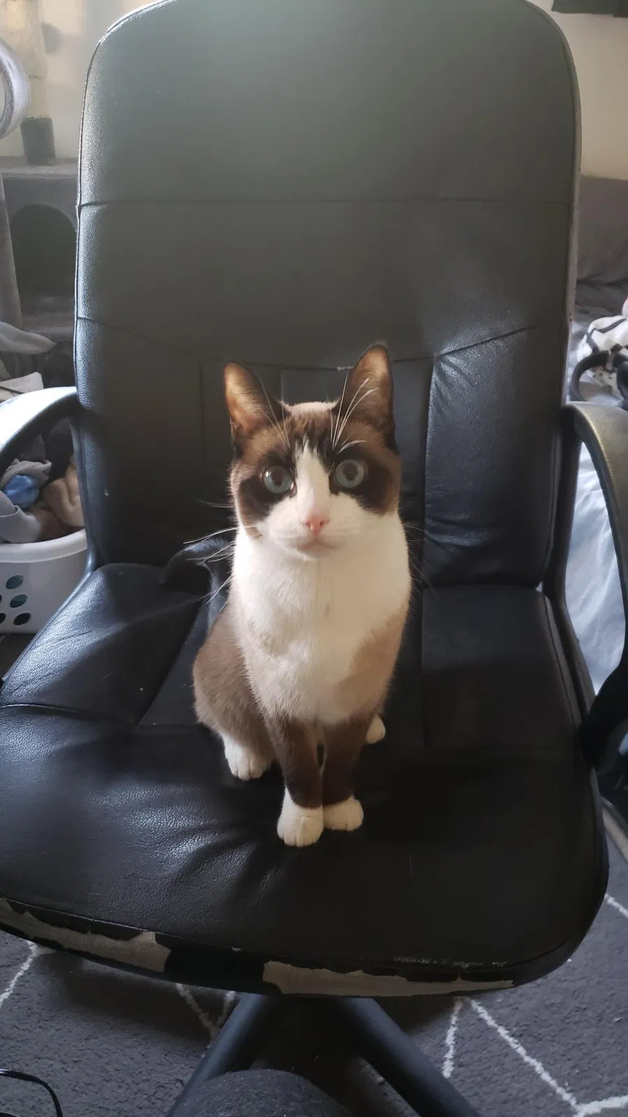 Lost cat in Riverside, CA, 92503