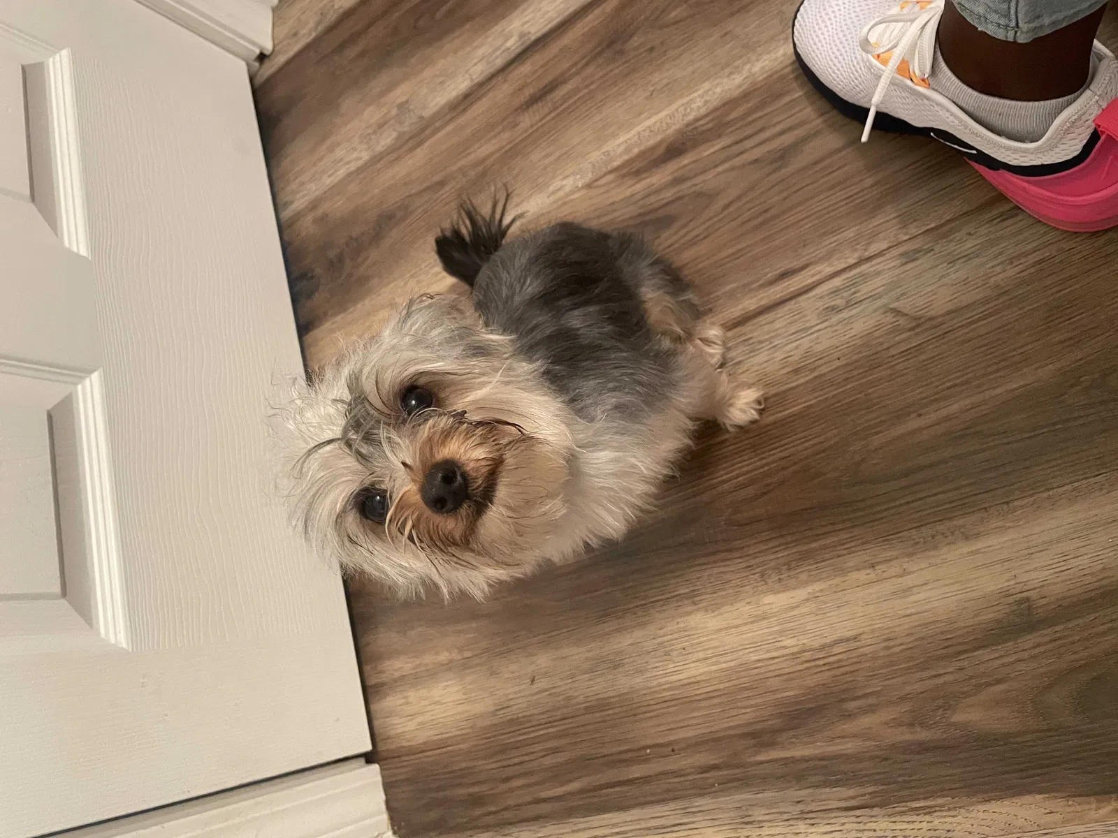 Lost dog in Columbus, OH, 43228