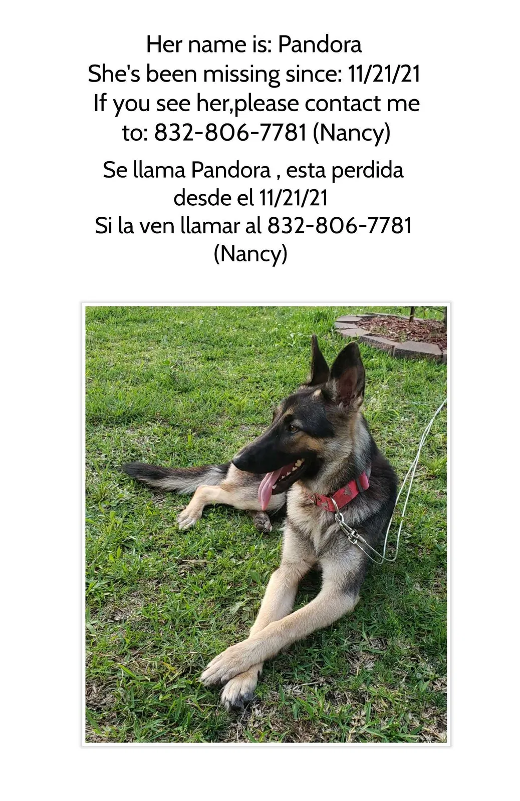 Lost dog in South Houston, TX, 77587