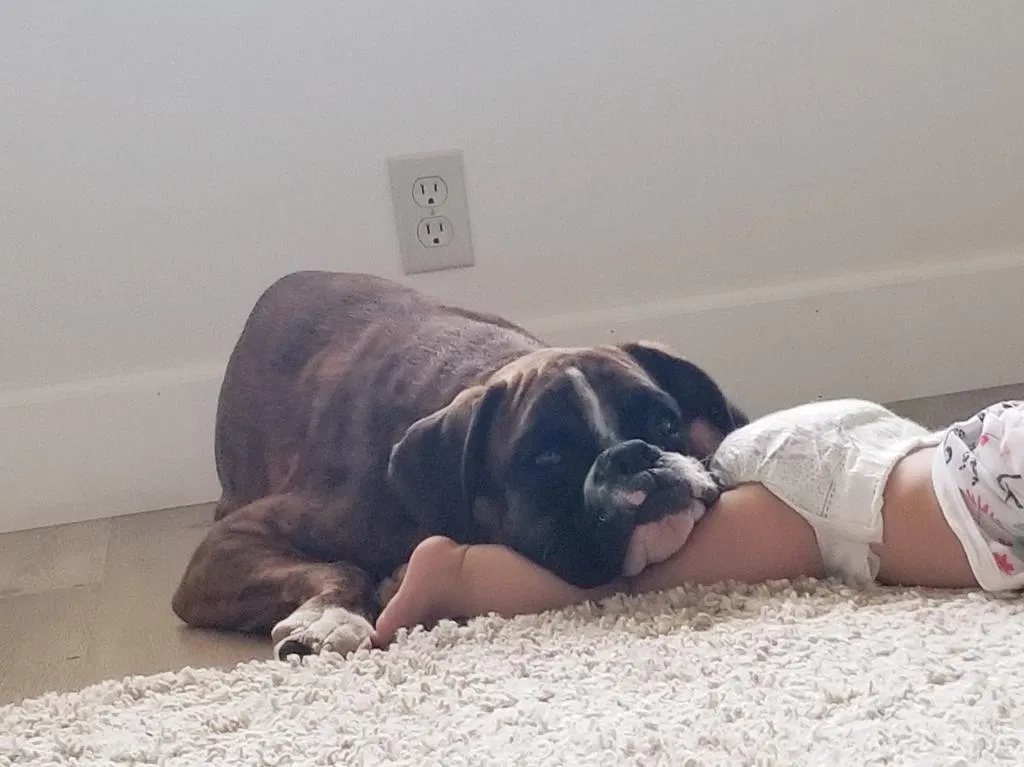 Lost dog in West Covina, CA, 91791