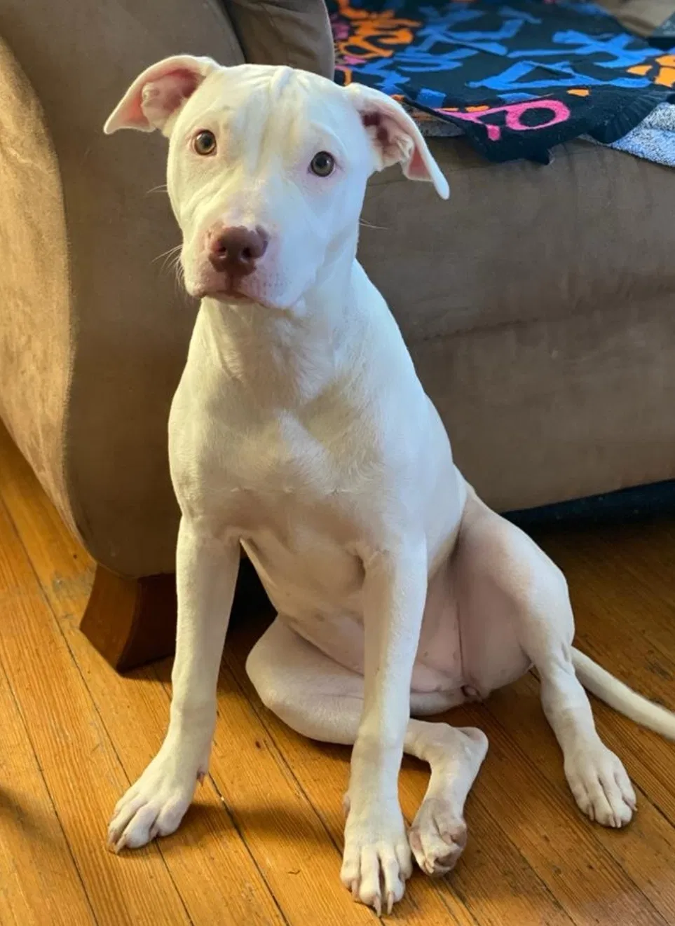 Lost dog in Charlotte, NC, 28273