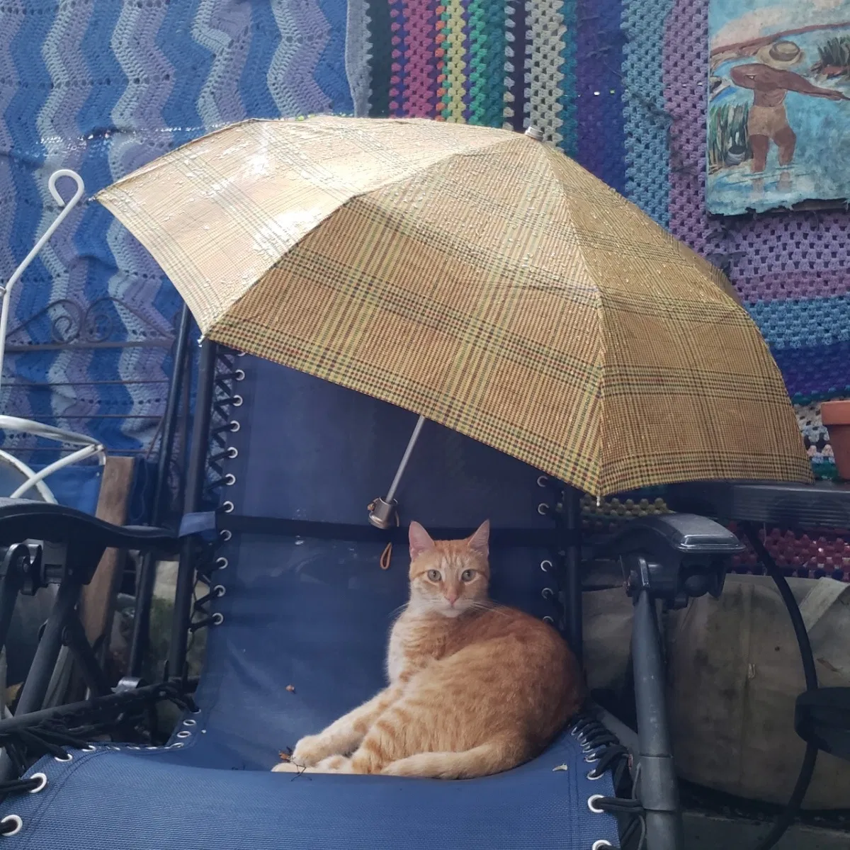 Lost cat in New Orleans, LA, 70116