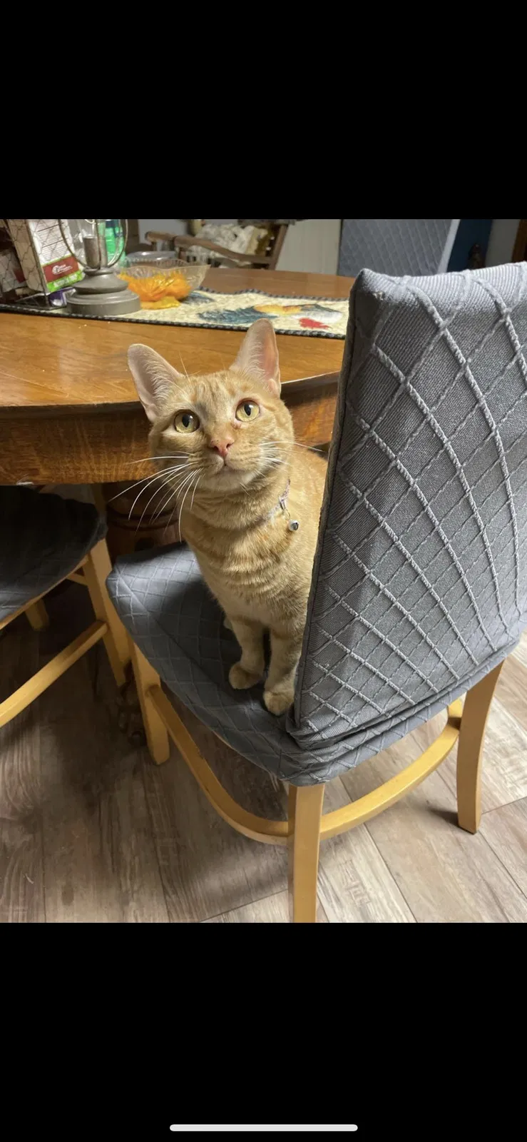 Lost cat in Lakeland, FL, 33815