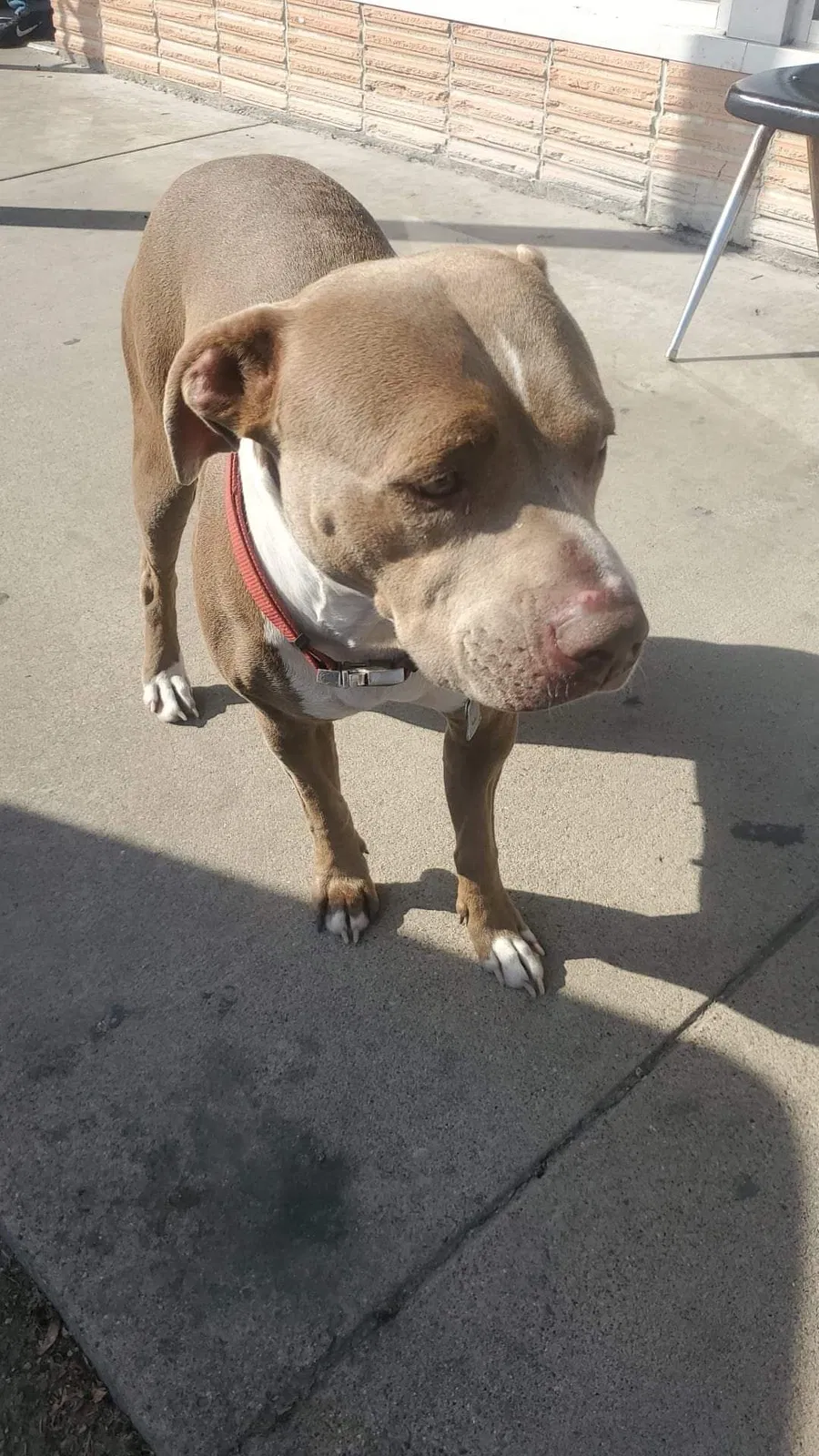Lost dog in Mesquite, TX, 75150