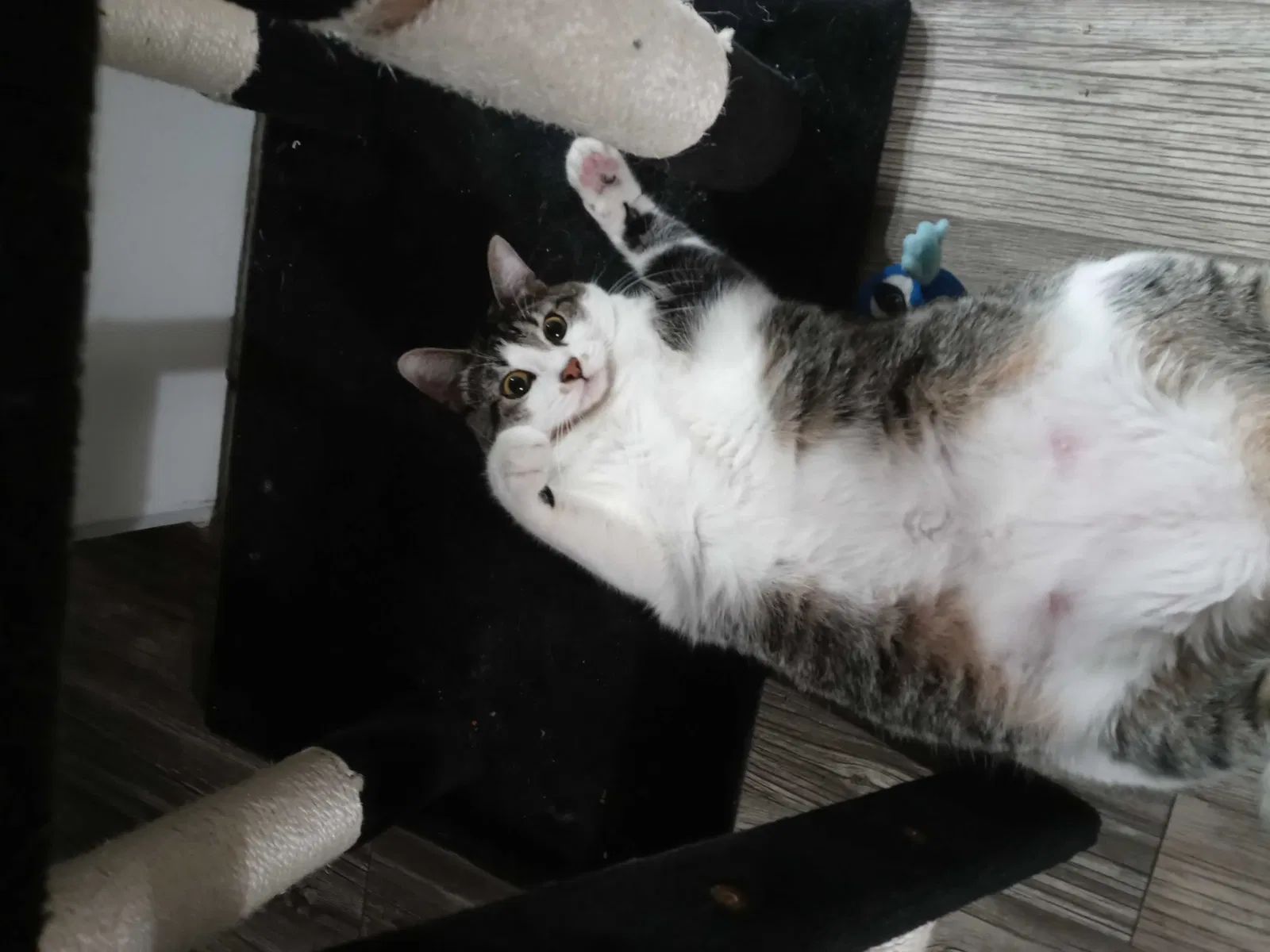 Lost cat in Conroe, TX, 77384