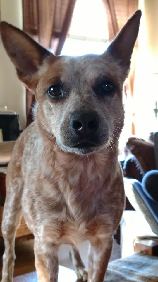 Lost dog in Marysville, OH, 43040