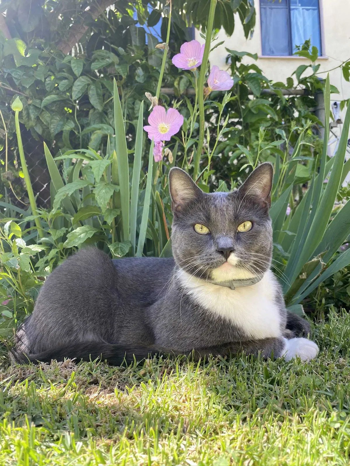 Lost cat in Los Angeles, CA, 90066