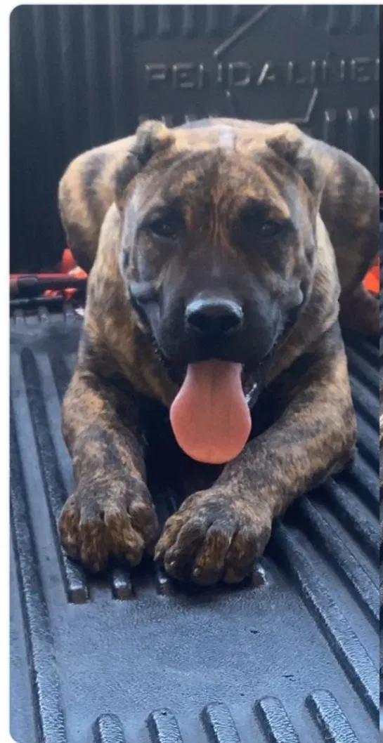 Lost dog in Tucson, AZ, 85741