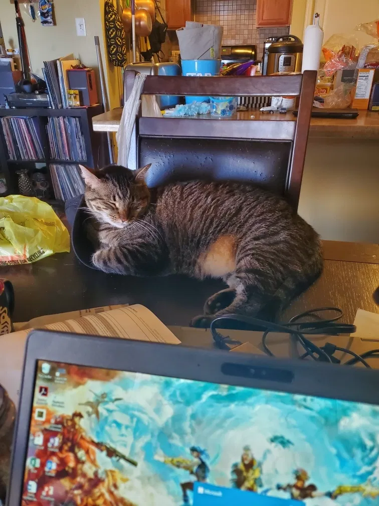 Lost cat in El Paso, TX, 79934