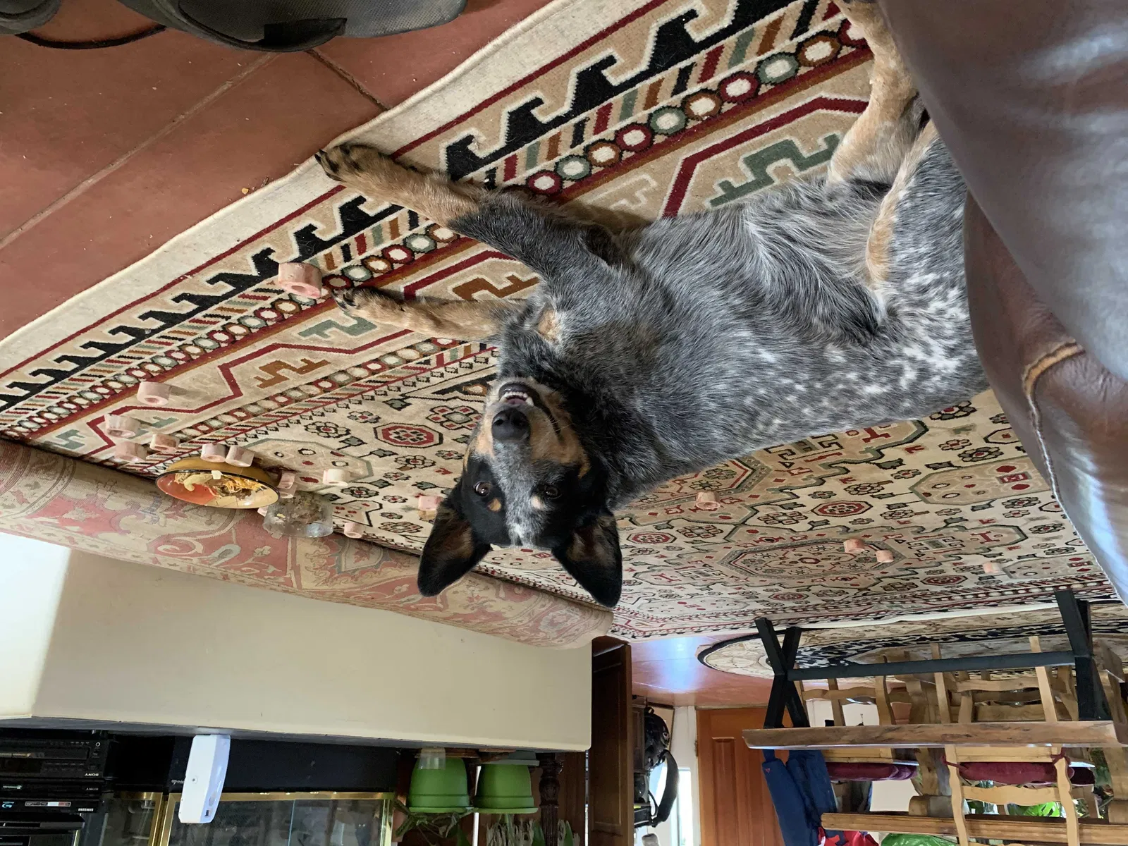 Lost dog in Tucson, AZ, 85742