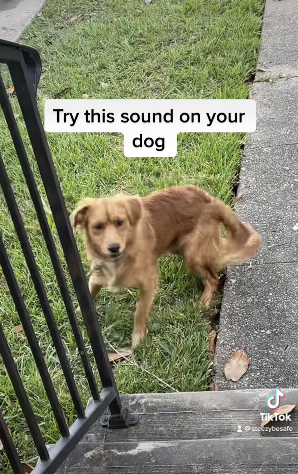 Lost dog in Gretna, LA, 70056