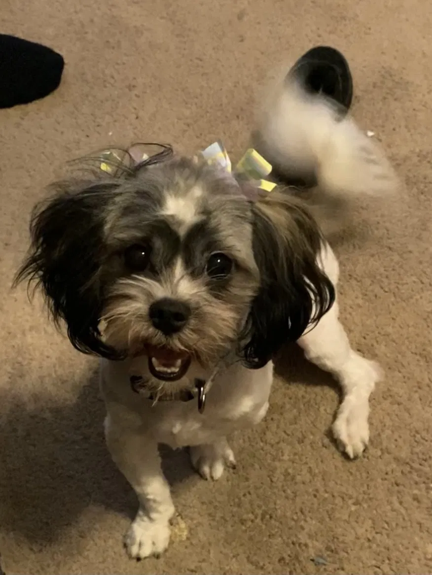 Lost dog in Covington, GA, 30014