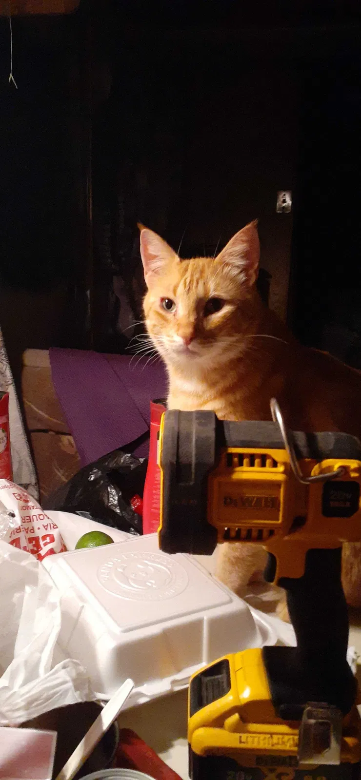 Lost cat in Newman, CA, 95360