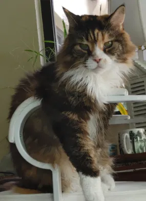 Lost cat in Miami, FL, 33134