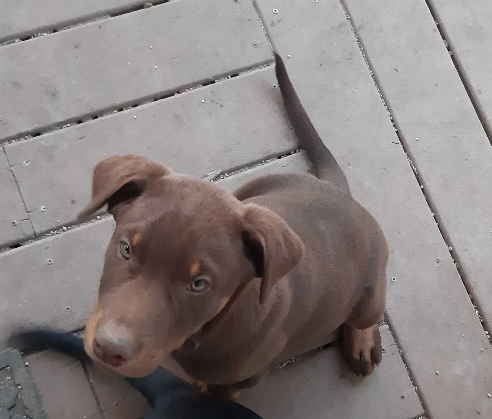 Lost dog in Arbuckle, CA, 95912