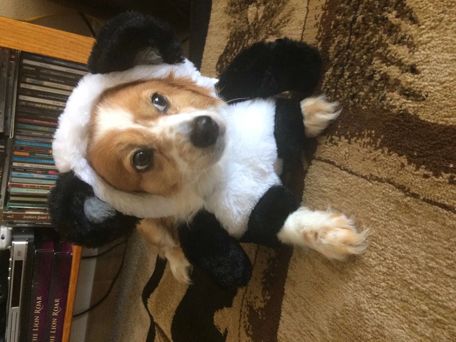 Lost dog in Carlsbad, CA, 92008