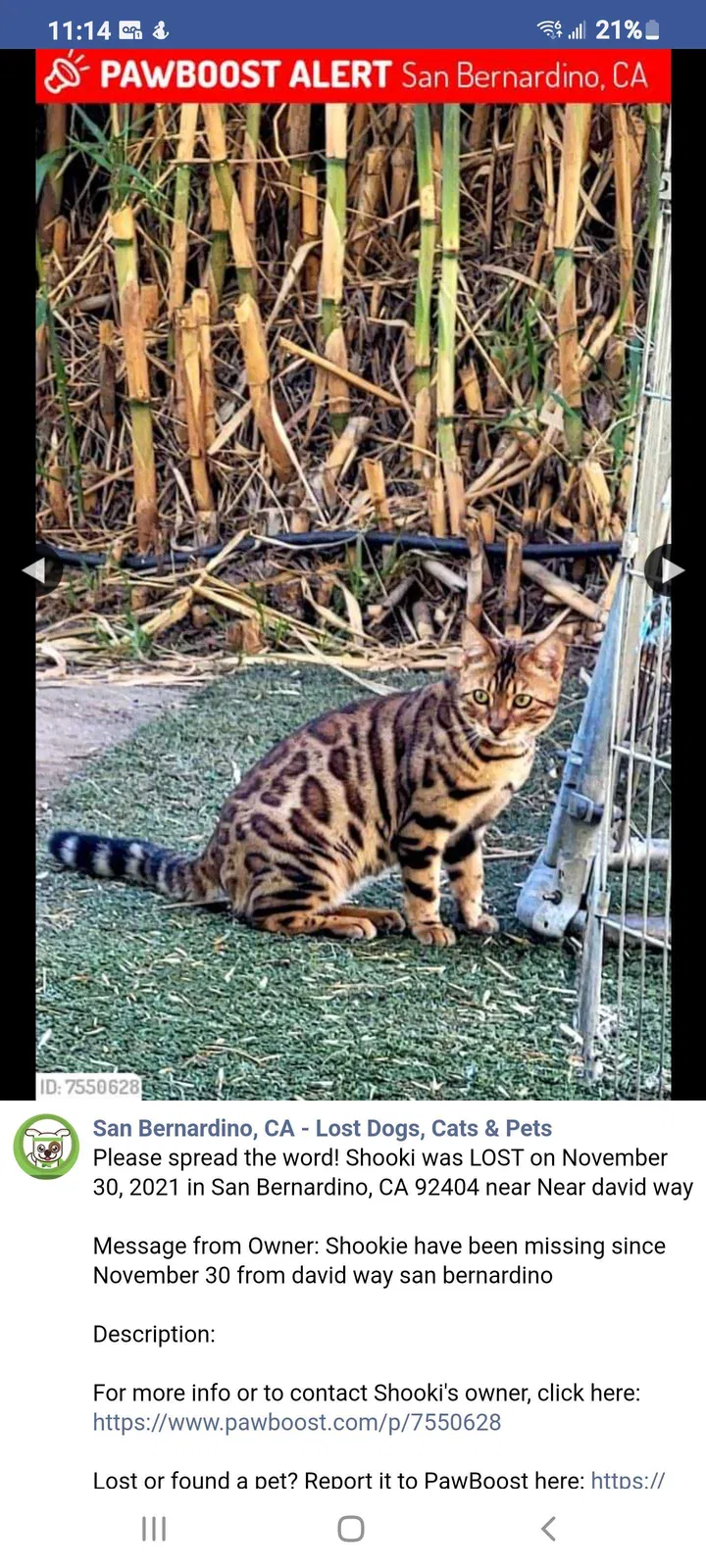 Lost cat in San Bernardino, CA, 92404