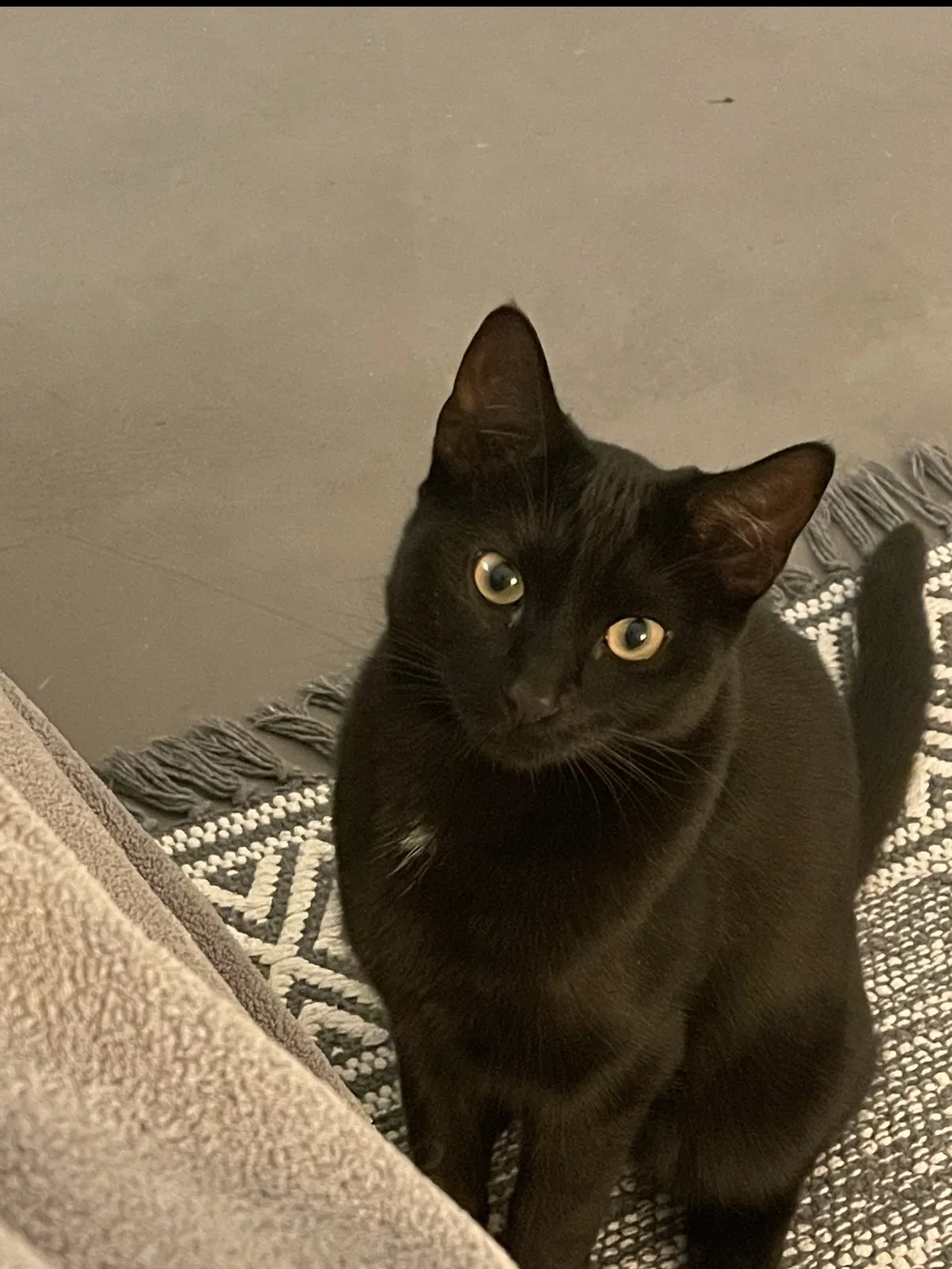 Lost cat in West Bloomfield, MI, 48322