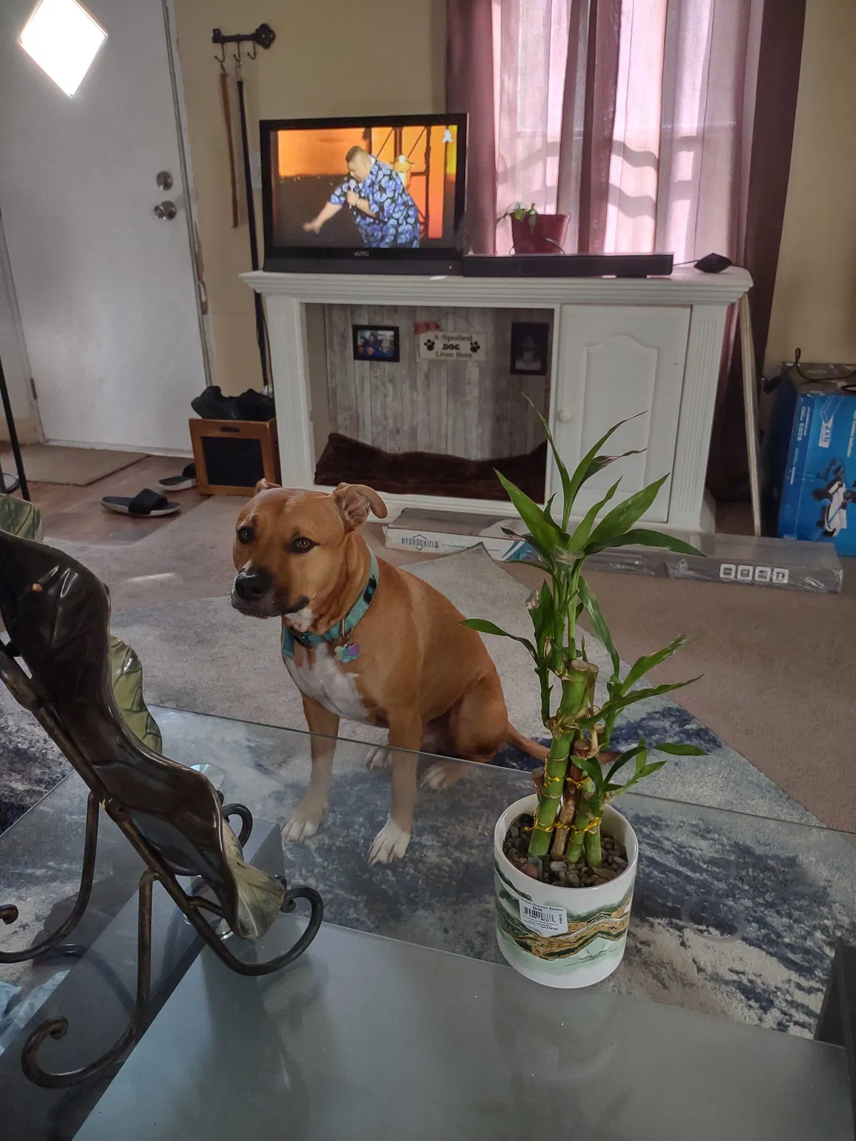 Lost dog in Jacksonville, FL, 32244
