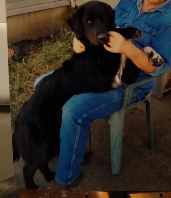 Lost dog in Cole Camp, MO, 65325