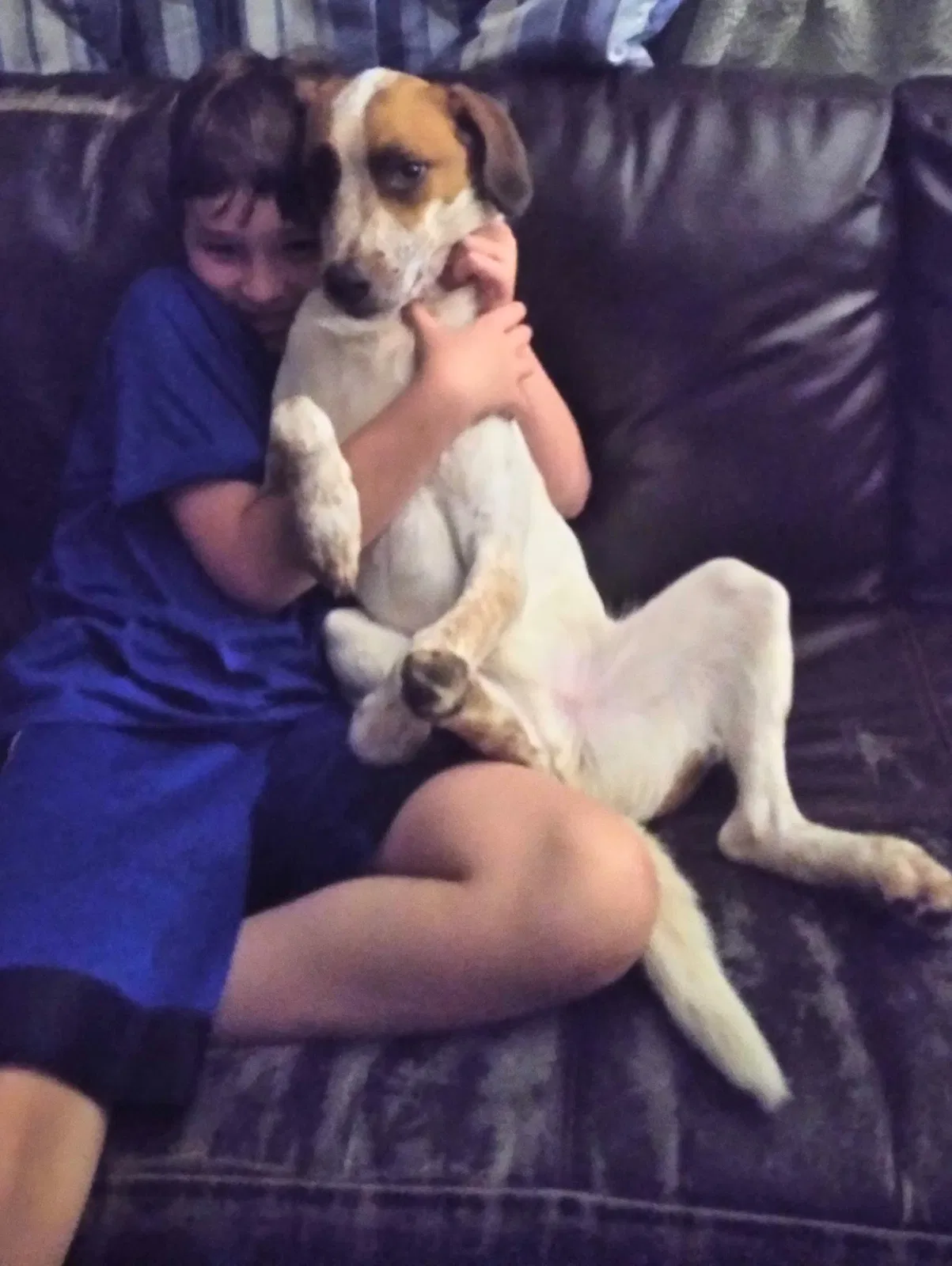 Lost dog in Kansas City, MO, 64106