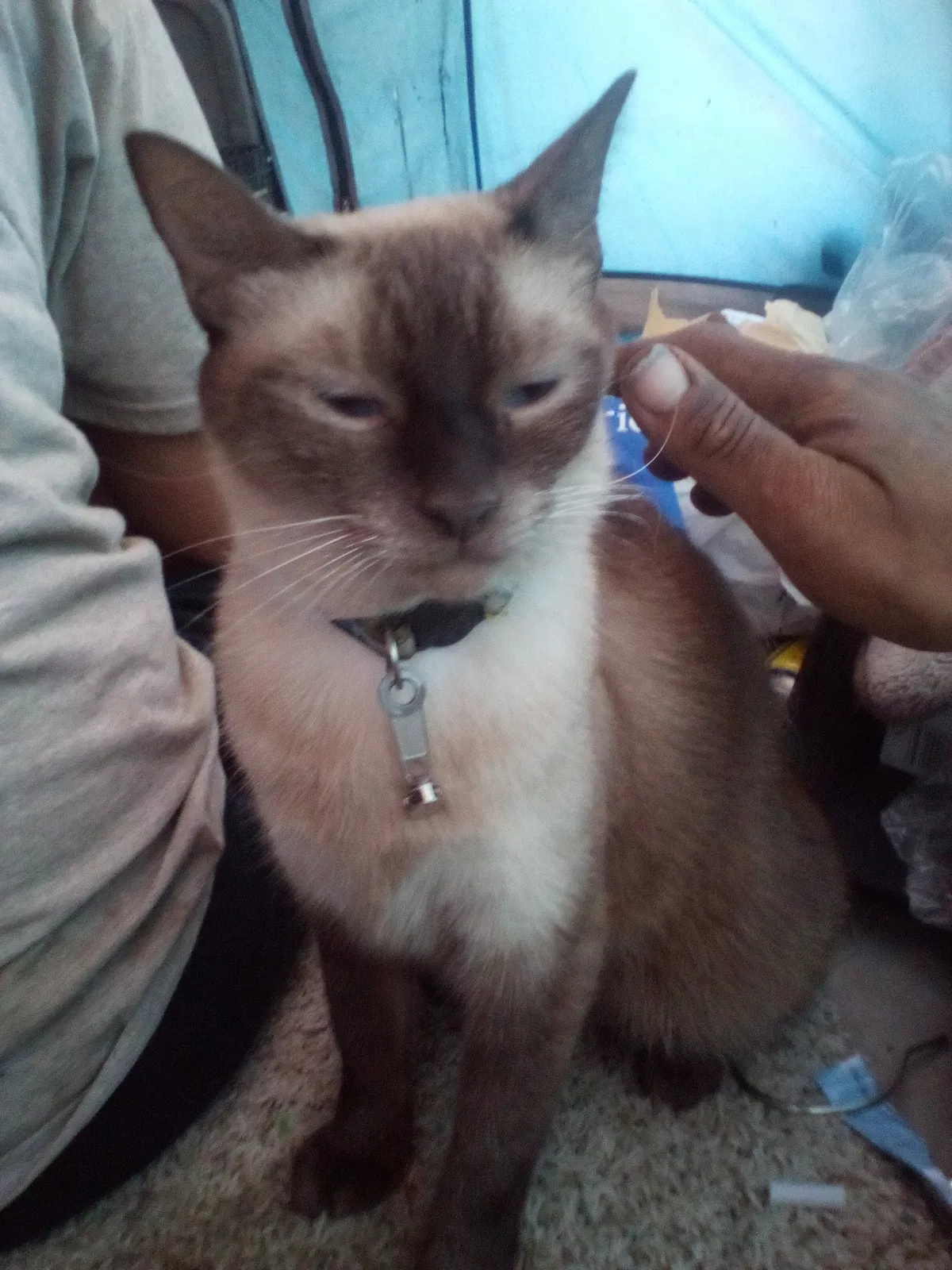 Lost cat in Fresno, CA, 93728
