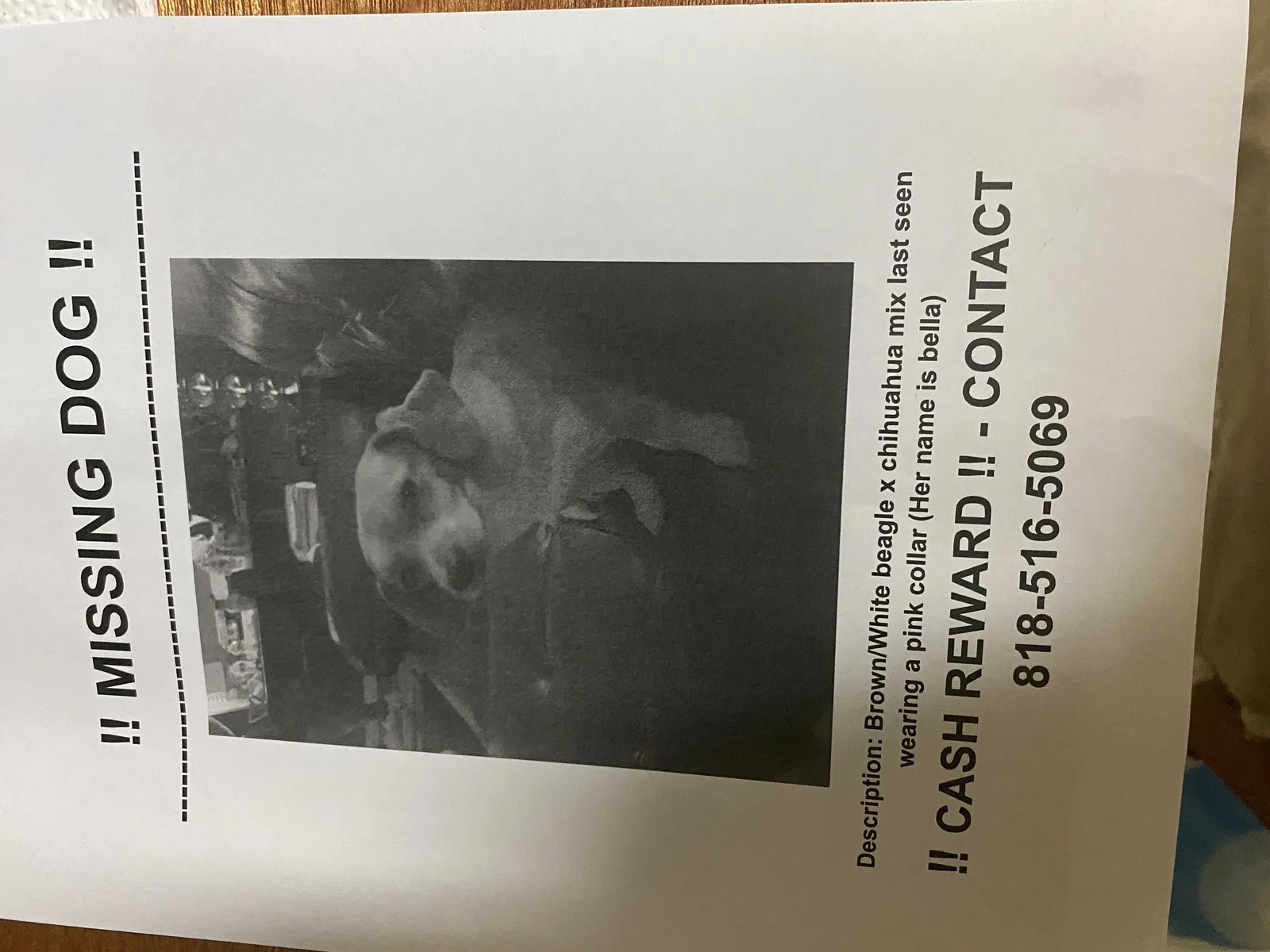 Lost dog in Panorama City, CA, 91402