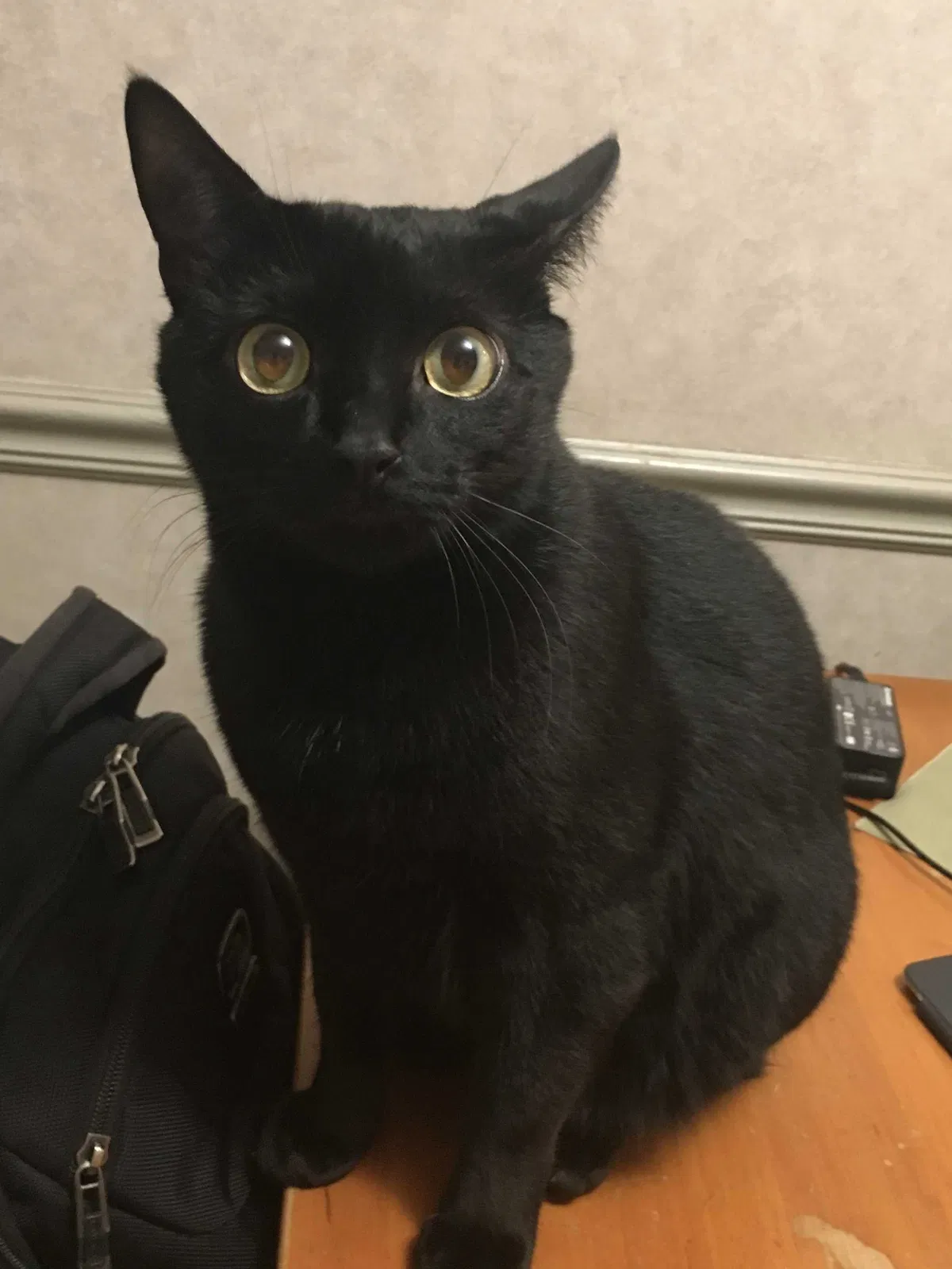 Lost cat in Hellertown, PA, 18055
