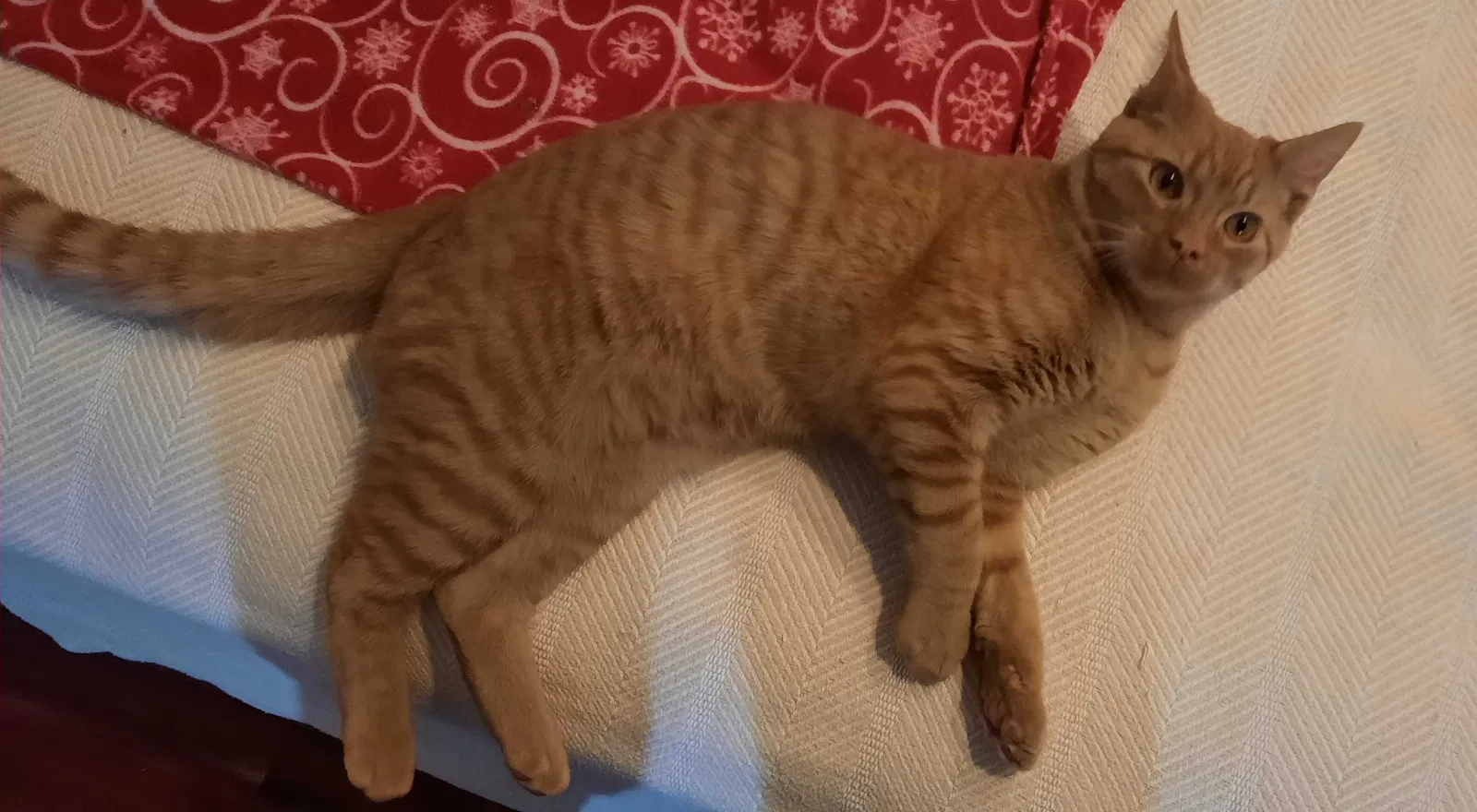 Found cat in Appling, GA, 30802