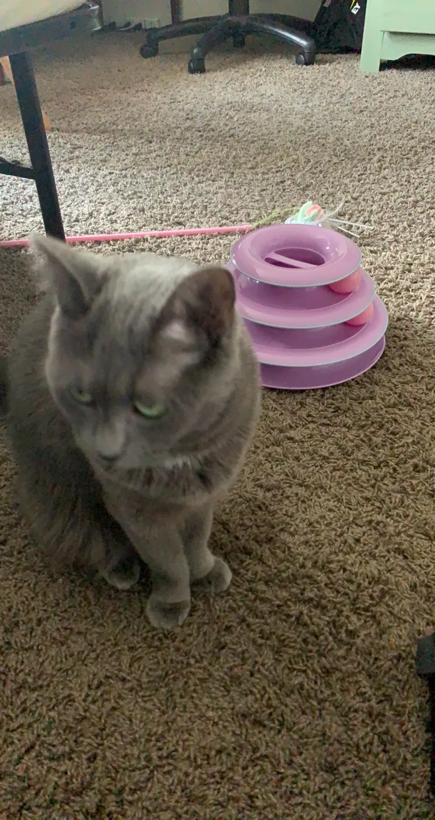 Lost cat in Grand Rapids, MI, 49505