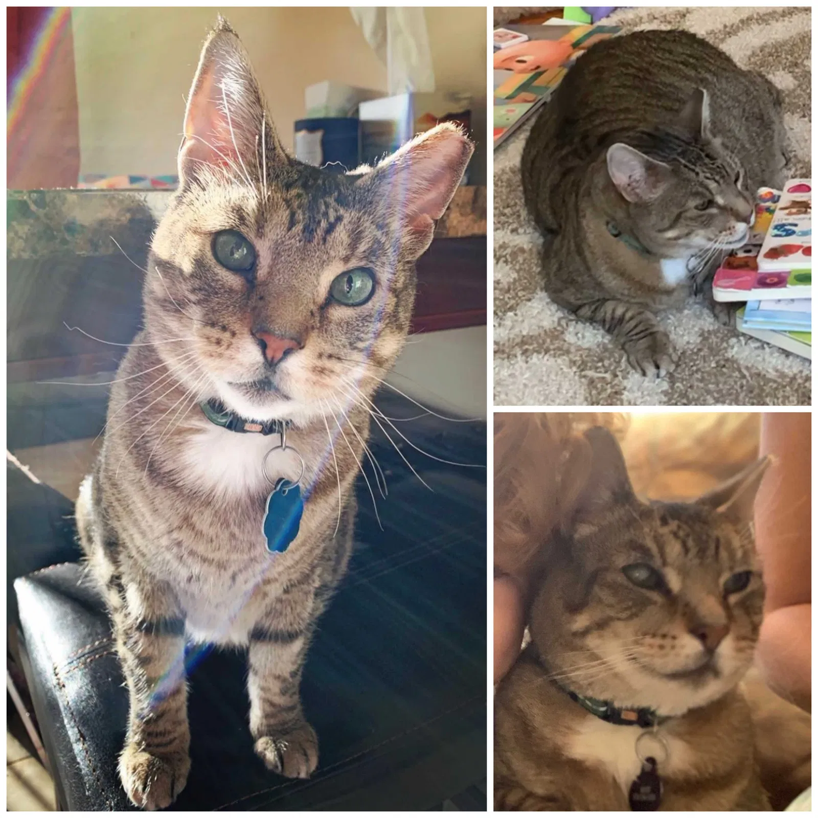 Lost cat in Smithtown, NY, 11787