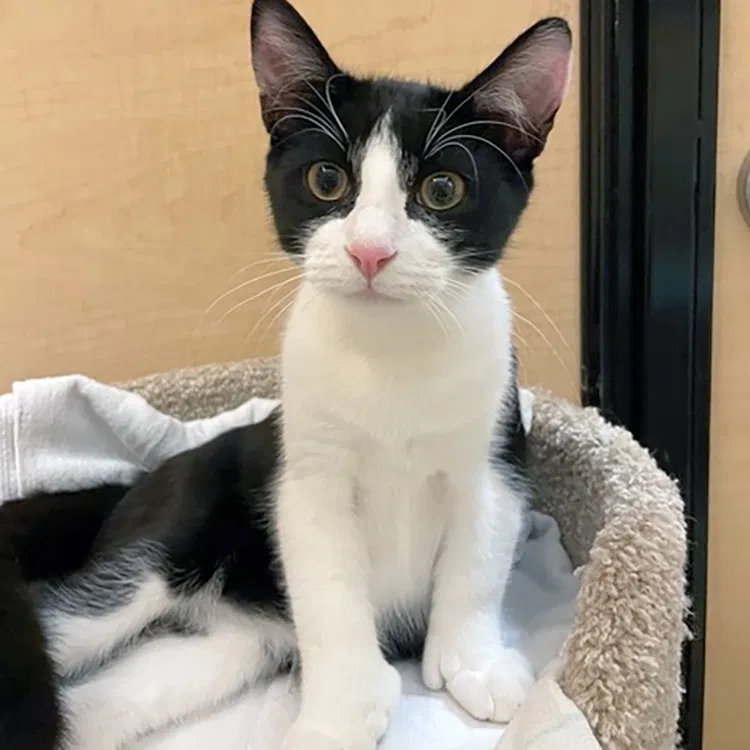 Lost cat in Weehawken, NJ, 7086