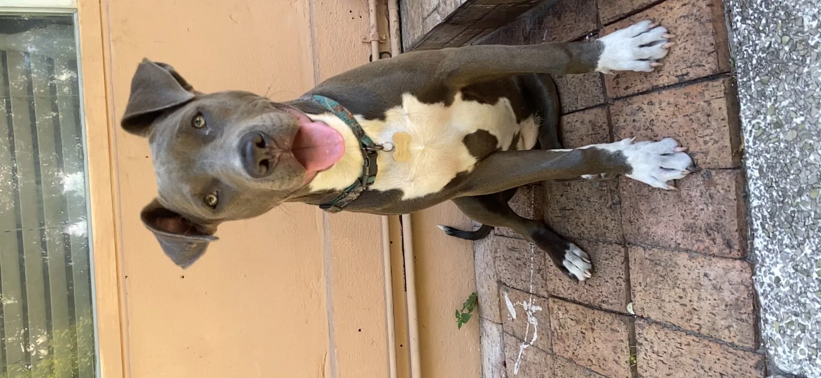 Lost dog in Fort Lauderdale, FL, 33312