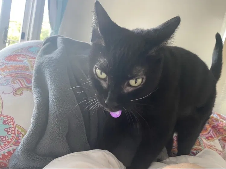 Lost cat in Port Washington, NY, 11050