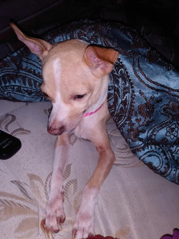 Lost dog in San Antonio, TX, 78229
