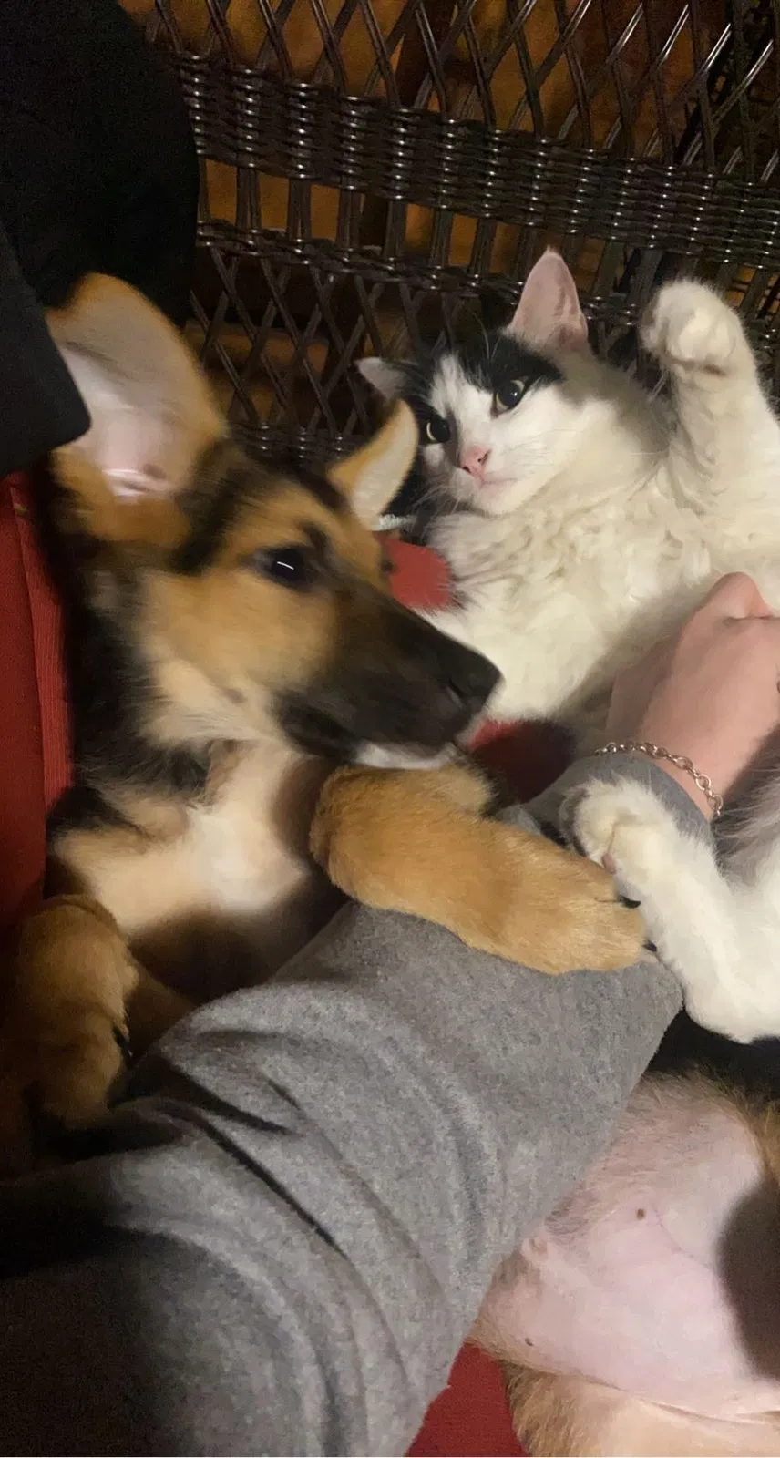 Lost cat in Humble, TX, 77346