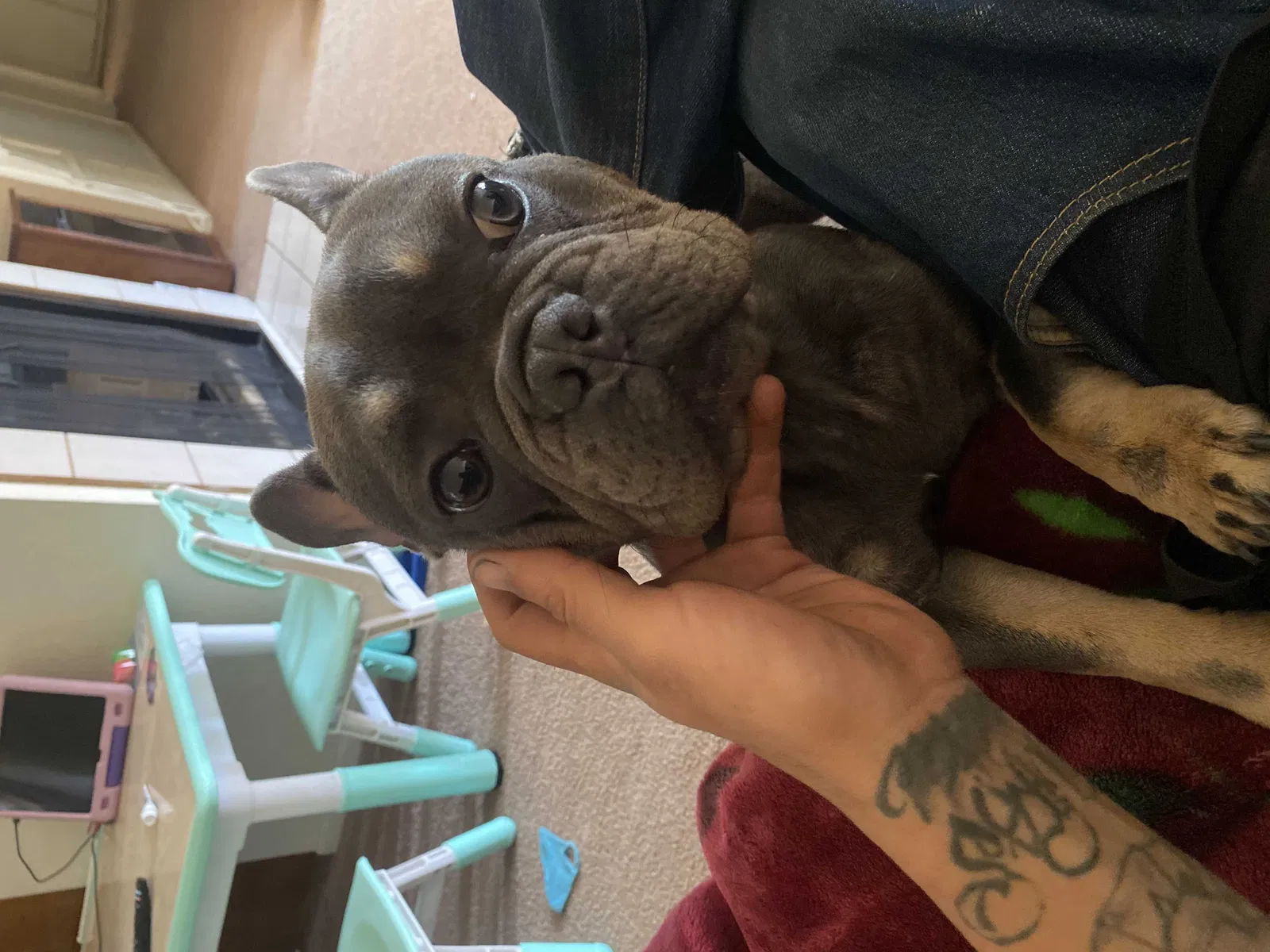 Lost dog in Chino Hills, CA, 91709