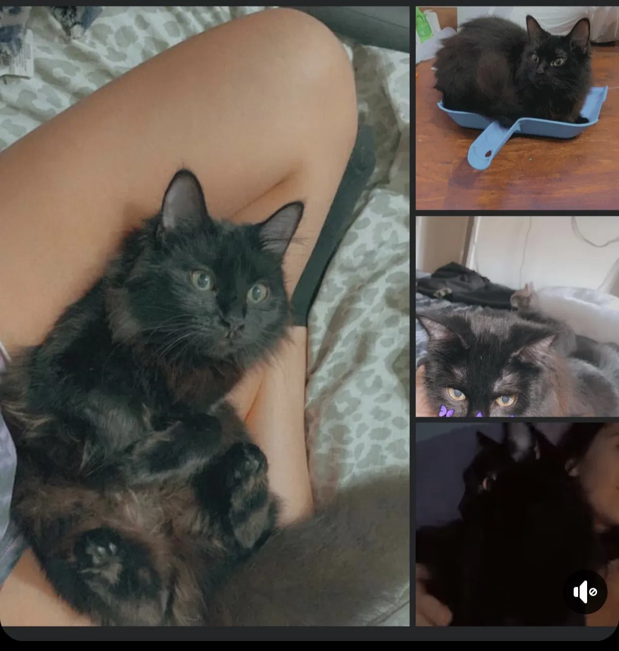 Lost cat in Oxford, GA, 30054