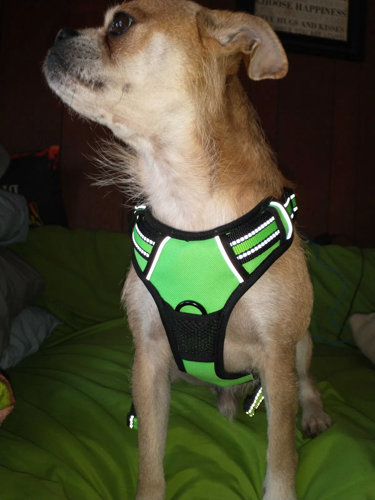 Lost dog in Sneads Ferry, NC, 28460