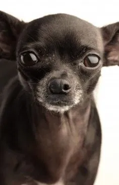Lost dog in Chattanooga, TN, 37411