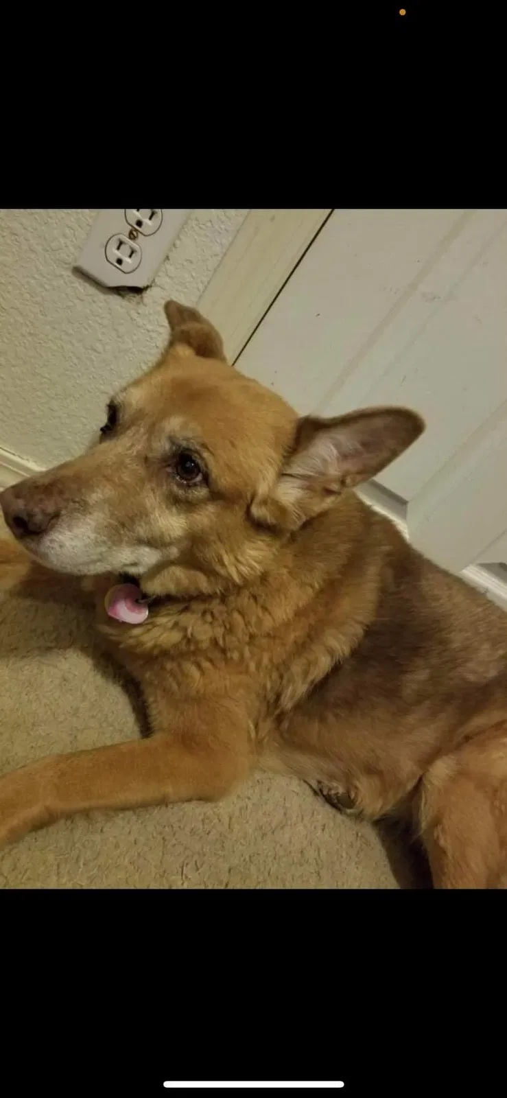 Lost dog in Tulsa, OK, 74107
